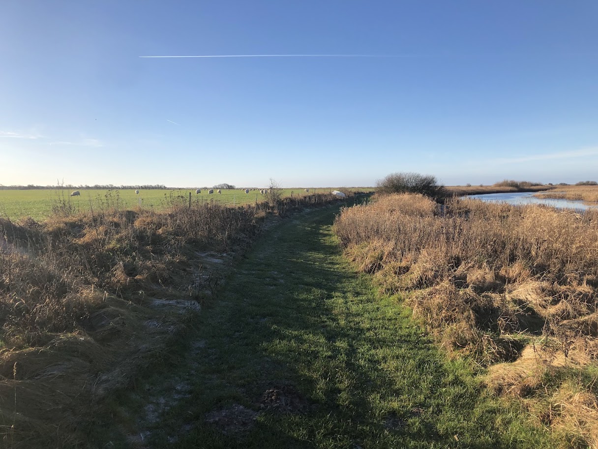 F&aring;r p&aring; marken ved Ribe &Aring;