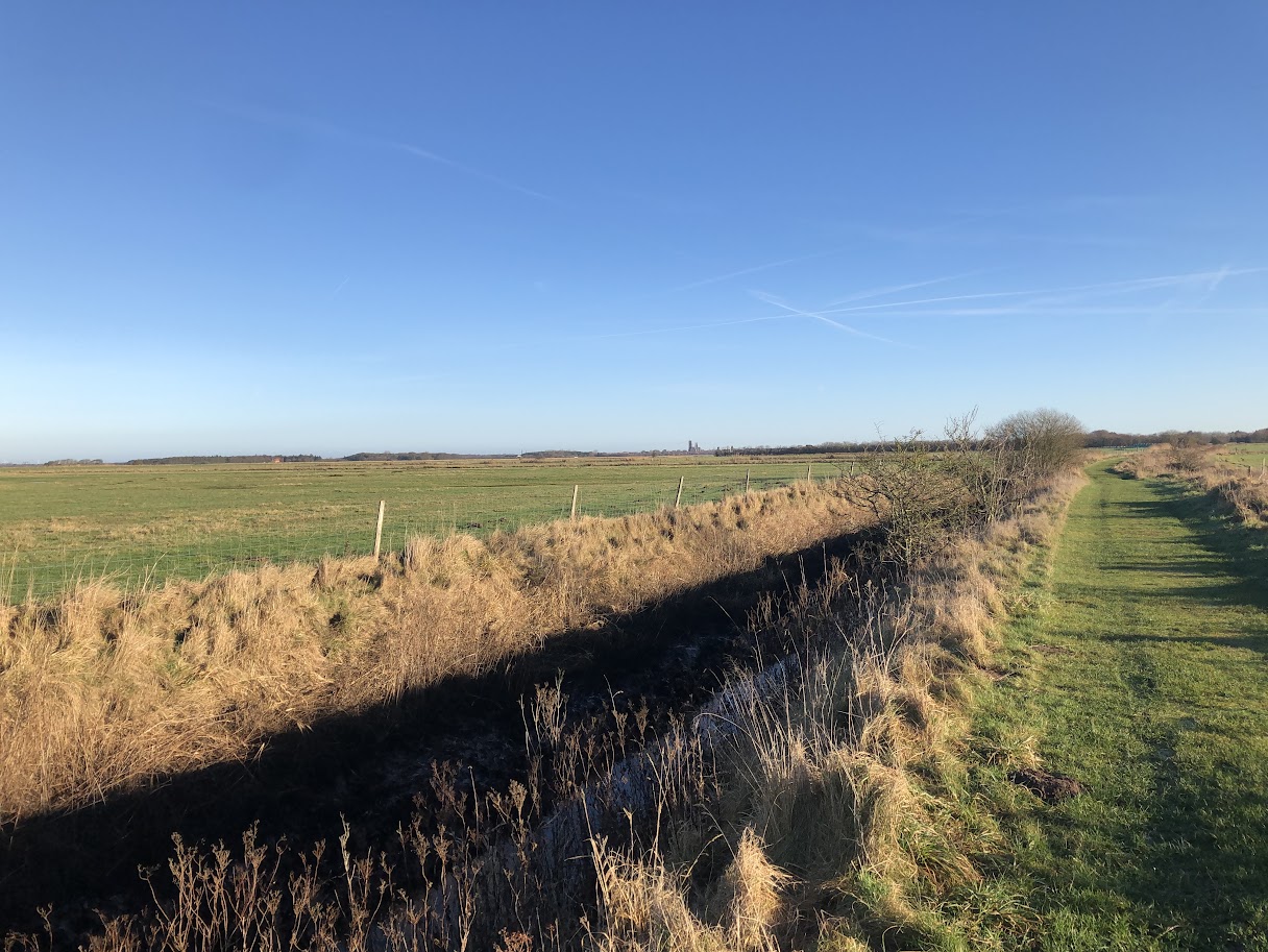 Ribe Domkirke i horisonten
